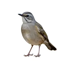Ant thrush