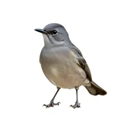 Antbird