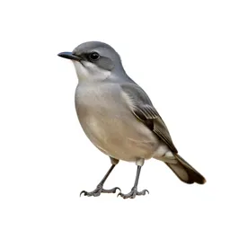 Apodiform bird