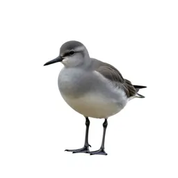 Aquatic bird