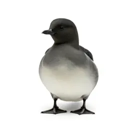 Auk