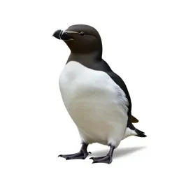 Auklet