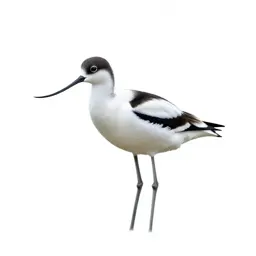 Avocet