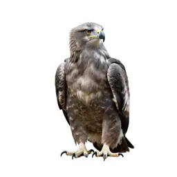 Eaglet