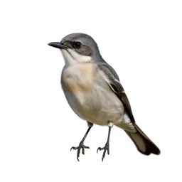 Eastern kingbird