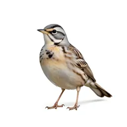 Eastern meadowlark