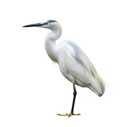 Egret