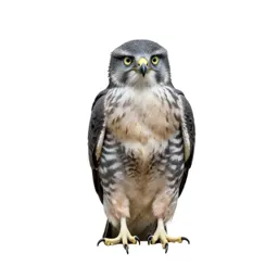 Eyas