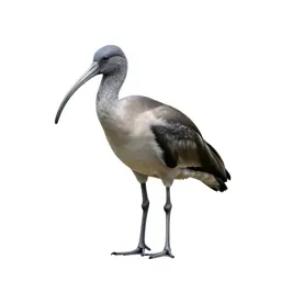 Ibis