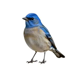 Indigo bunting