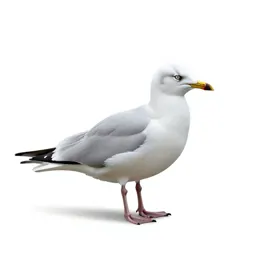 Ivory gull