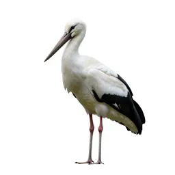 Openbill