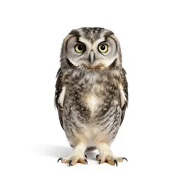 Owlet