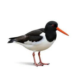 Oystercatcher