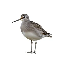 Upland sandpiper