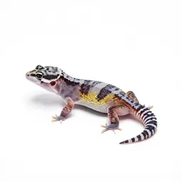 Banded gecko