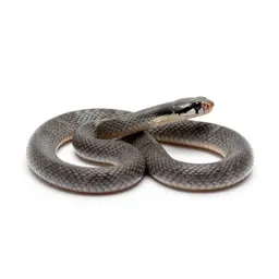 Banded sand snake