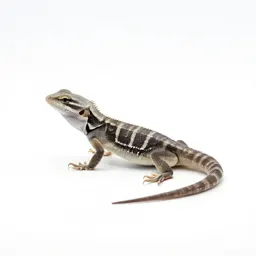 Basilisk