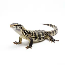 Beaded lizard