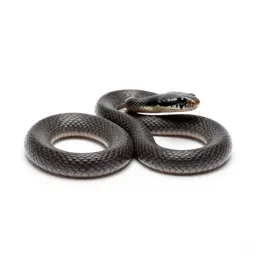 Black-headed snake