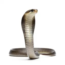 Black mamba