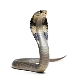 Black-necked cobra
