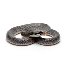 Blind snake