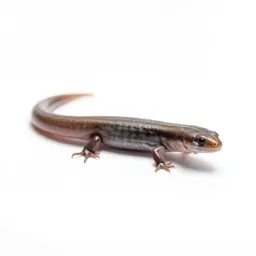 Blindworm