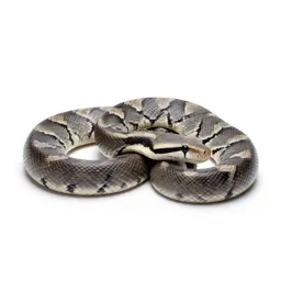 Boa constrictor