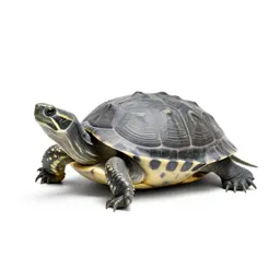 Box turtle