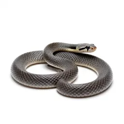 Bull snake