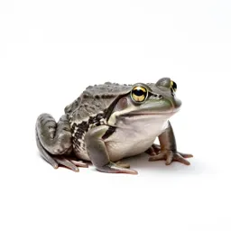 Bullfrog