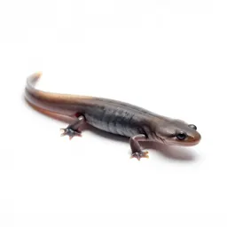 Caecilian