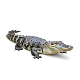Caiman lizard