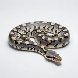 Carpet snake