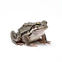 Cascades frog