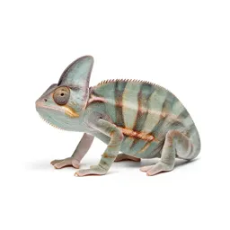 Chameleon tree frog