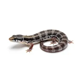 Checkered whiptail