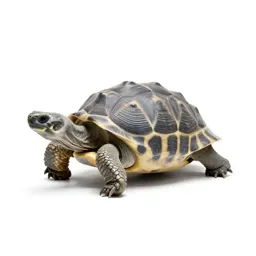 Chelonian