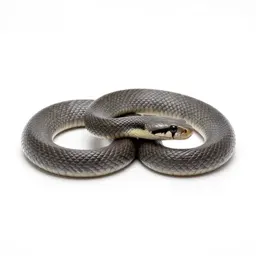 Chicken snake