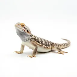 Chuckwalla