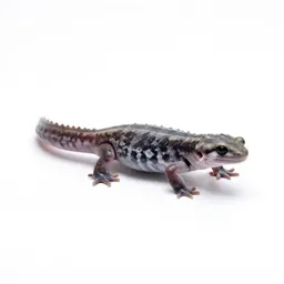 Climbing salamander