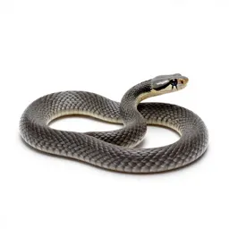 Coachwhip