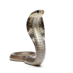 Cobra