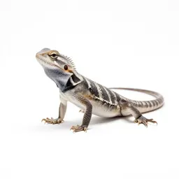 Collared lizard