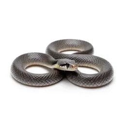 Colubrid snake