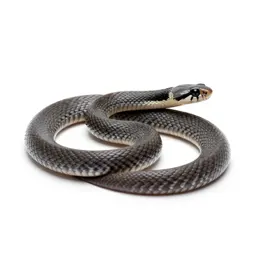 Common garter snake