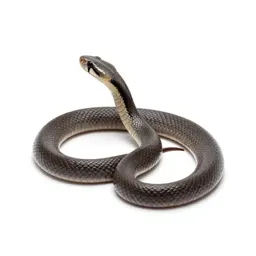 Common kingsnake