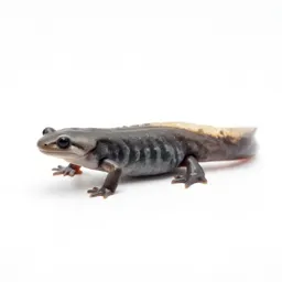 Common newt