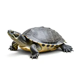Common snapping turtle